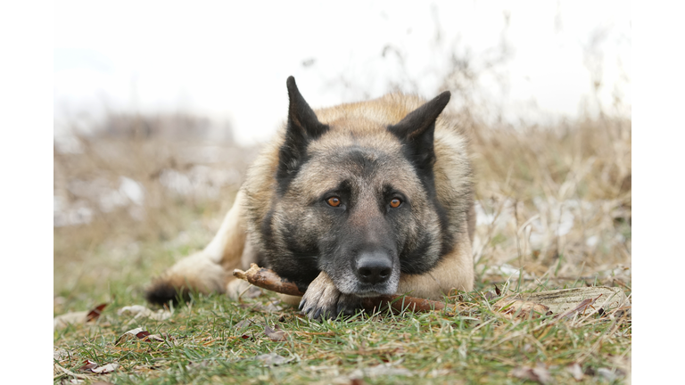 Sad Dog Portrait