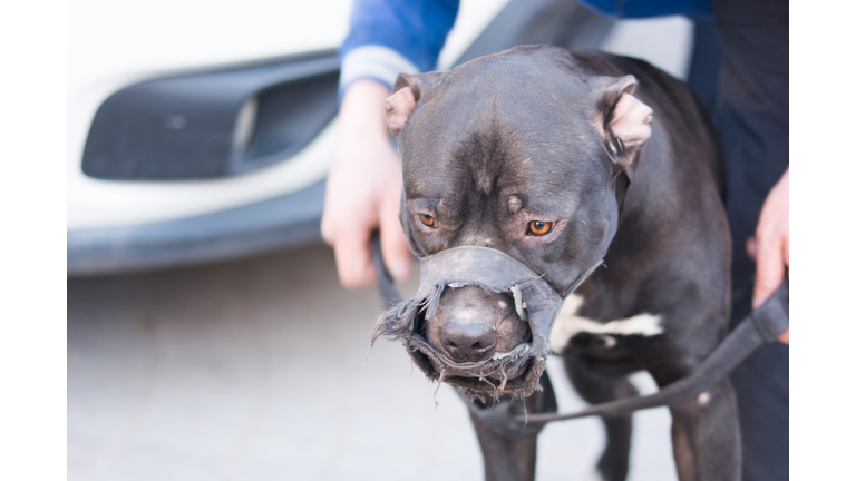 pitbull dog