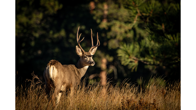 Mule Deer Buck Watching