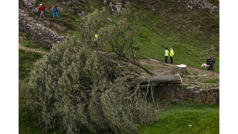 'Sycamore Gap' Tree At Hadrian's Wall Felled Overnight