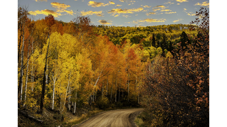 Country road Orange Aspen trees