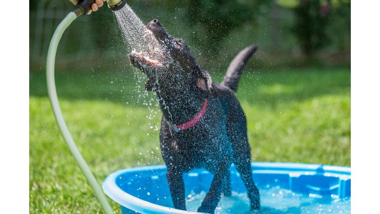 Dog biting at water from garden hose in backyard pool
