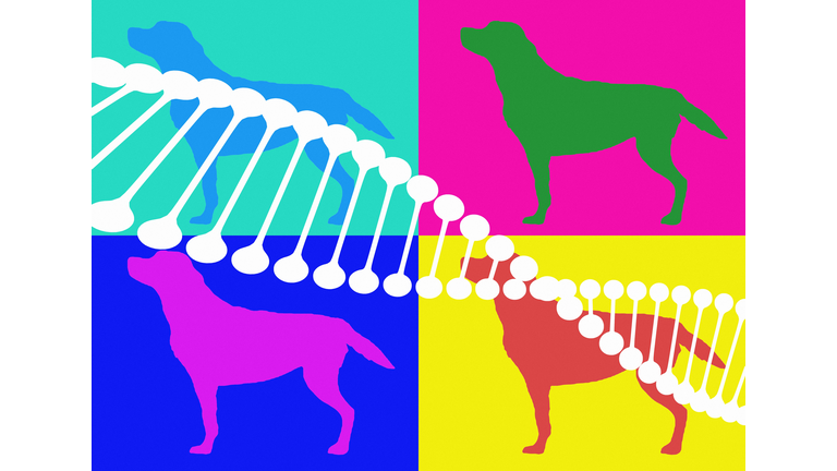 DNA and dogs, illustration