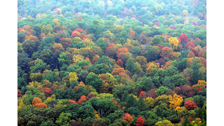 Changing colors can be seen in the trees