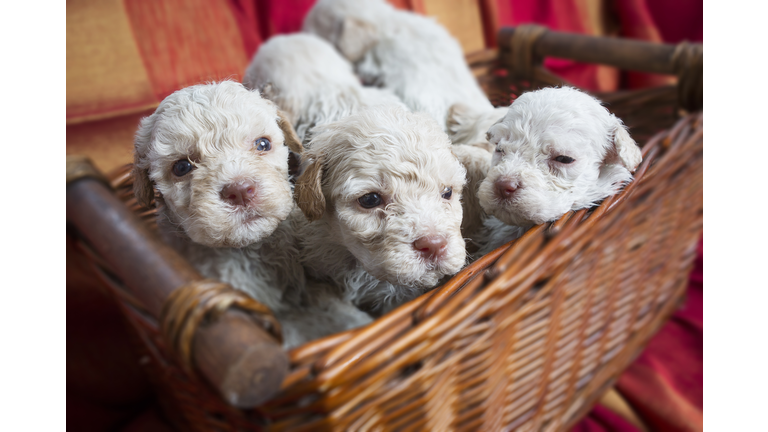 Lagotto Romagnolo puppies