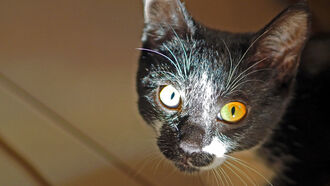 AI Dangers & Time Travel / Animal Communications