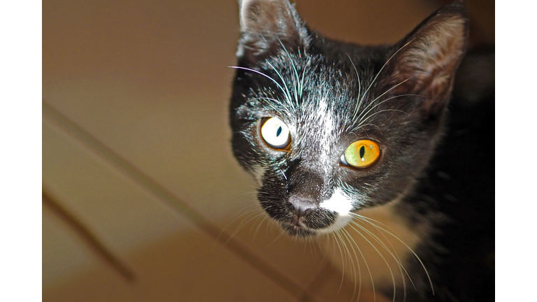 AI Dangers & Time Travel / Animal Communications