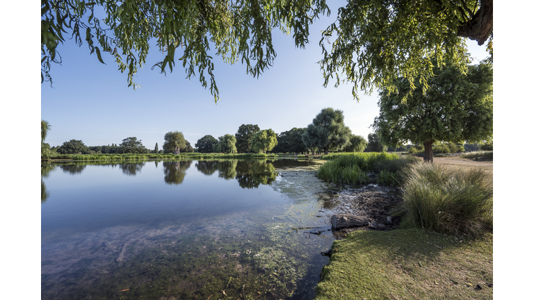 Heron pond under willow tree