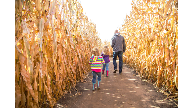 Two Girls & Dad Walking Through Autumn Corn Maze