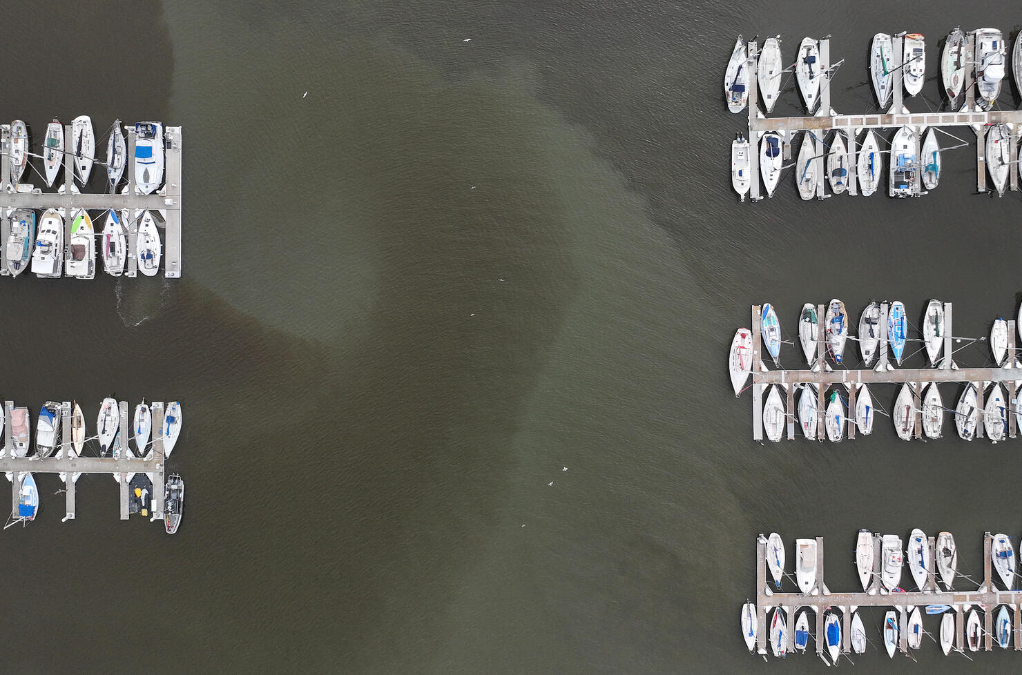 Red Tide Leaves Water Around East Bay Brown