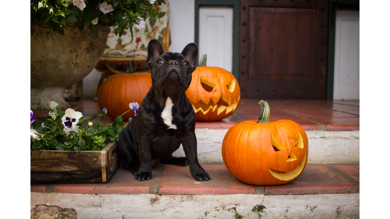 French Bulldog Puppy Halloween