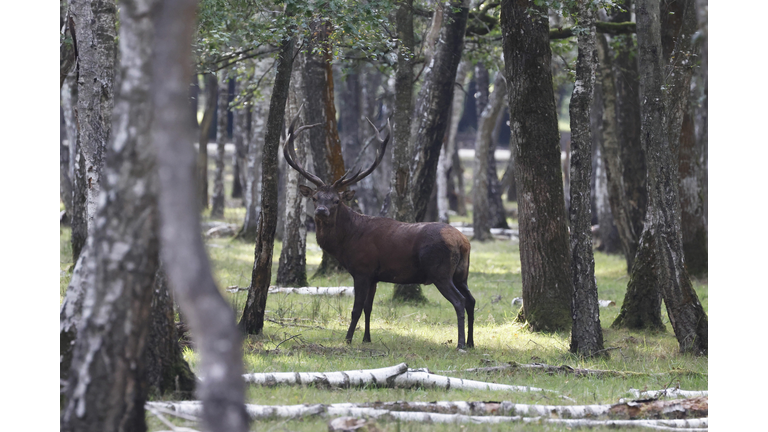 FRANCE-NATURE-ANIMAL-STAG