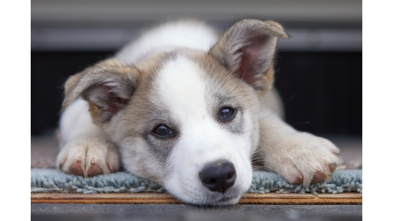 Tired Puppy
