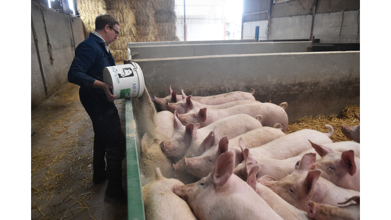 British Pig Farmers Ask Government To Ease Immigration Rules