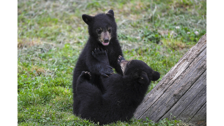 FRANCE-ANIMALS-BEAR-ZOO