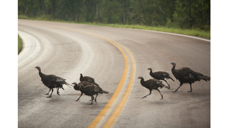 Wild Turkeys Crossing Double Lined Road