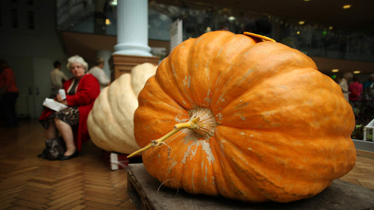 2,749-pound pumpkin named ‘Michael Jordan’ breaks world record