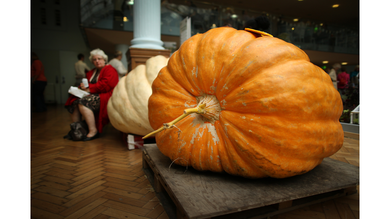 The Finest Fruit and Vegetables On Display At The RHS Harvest Festival Show