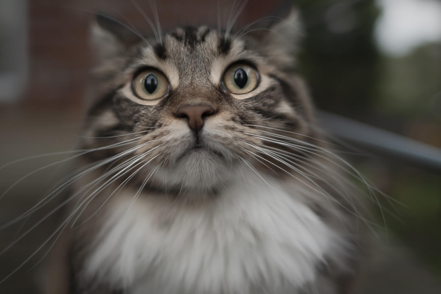Big Eyed Boy Buzzing On Bird Watching