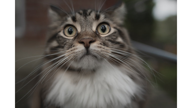 Big Eyed Boy Buzzing On Bird Watching