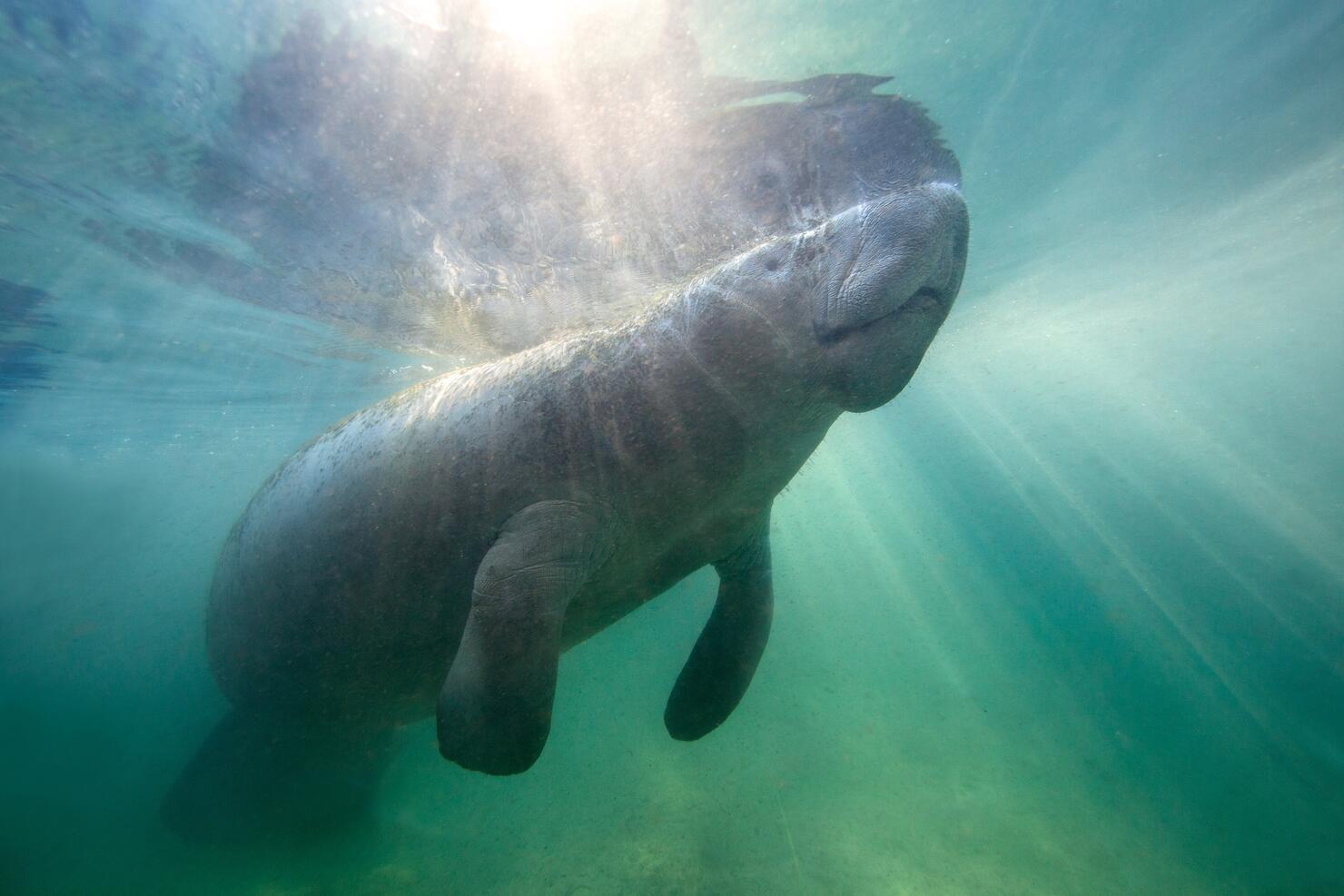 Florida Manatee in Crystal River