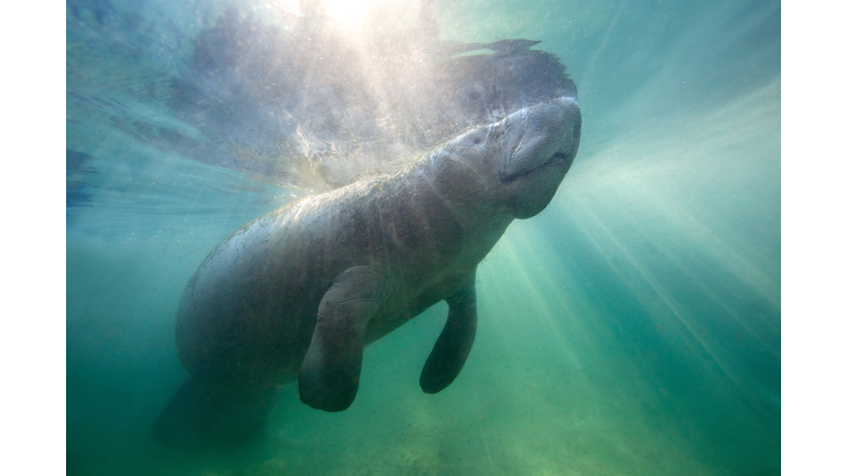 Florida Manatee in Crystal River