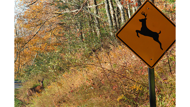 A deer crosses at a "deer crossing" in t