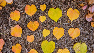 My Fall Bucket List Recs