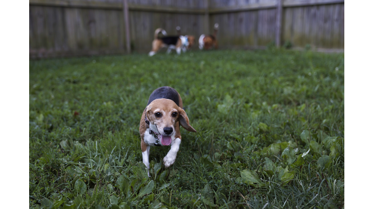 Beagles From Mass Breeding Factory Up For Adoption At Animal Rescue Center In Virginia