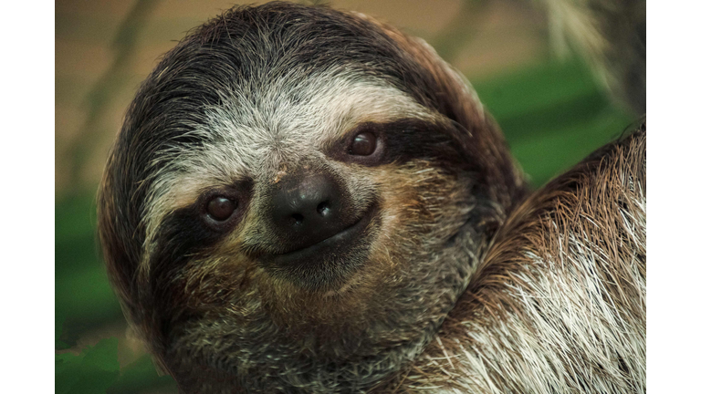 COSTA RICA-ANIMAL-SANCTUARY-SLOTH-HEALTH-ANTIBIOTICS