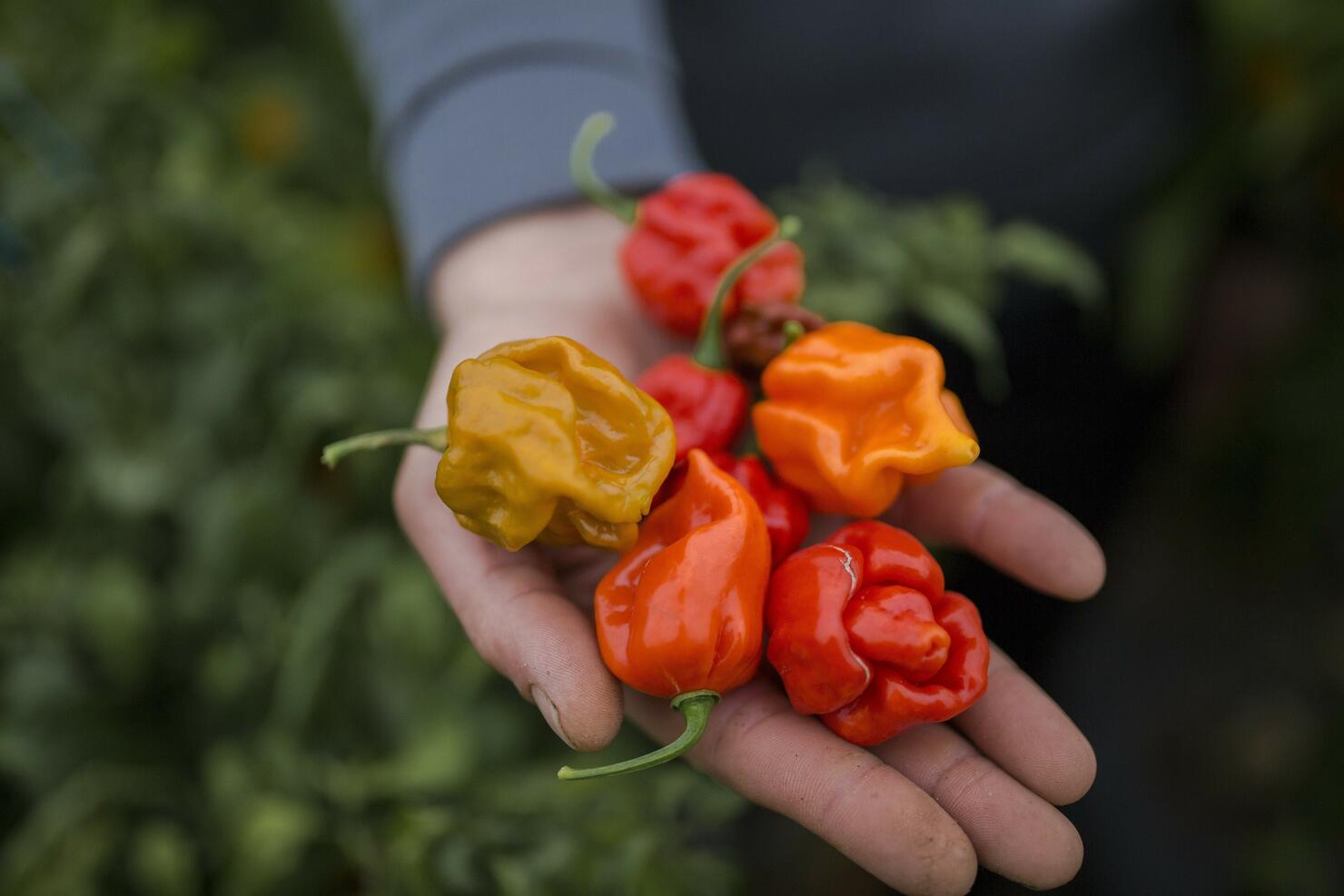 DOUNIAMAG-SERBIA-AGRICULTURE-OFFBEAT-PEPPERS