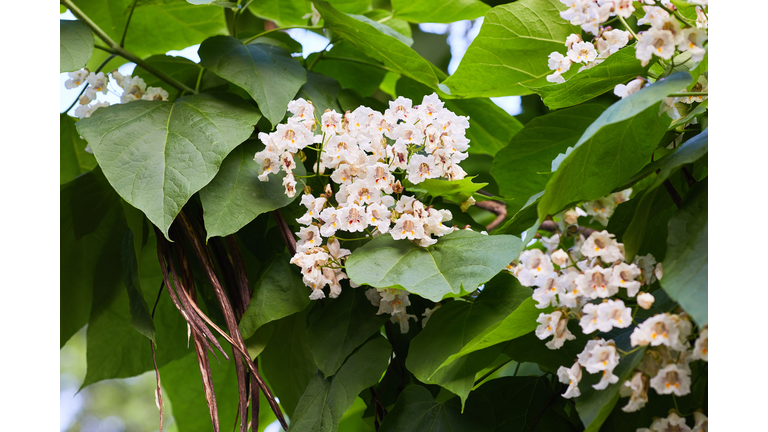 southern catalpa flowers