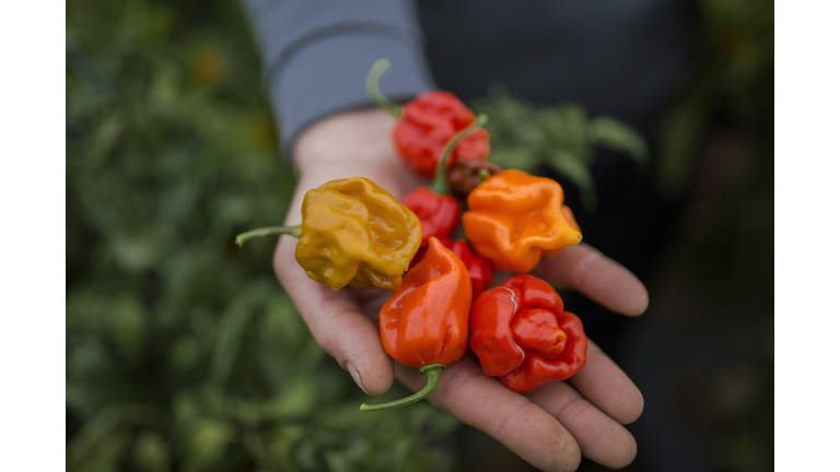 DOUNIAMAG-SERBIA-AGRICULTURE-OFFBEAT-PEPPERS