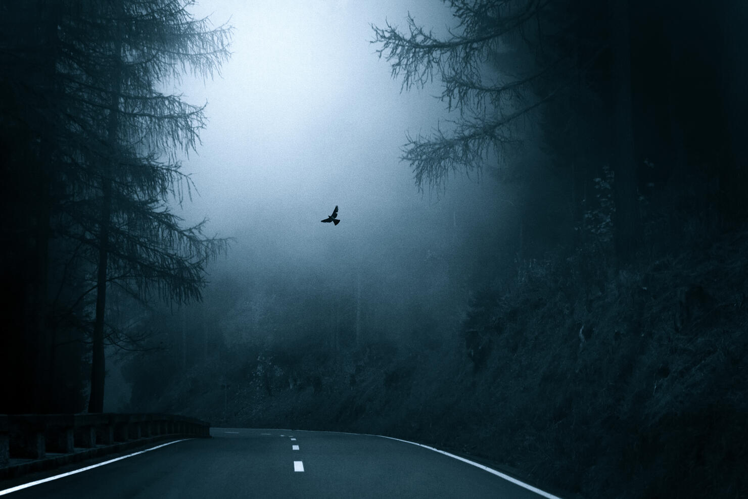 A dove flying in the fog, towards the light. Mystic autumn forest road, Germany