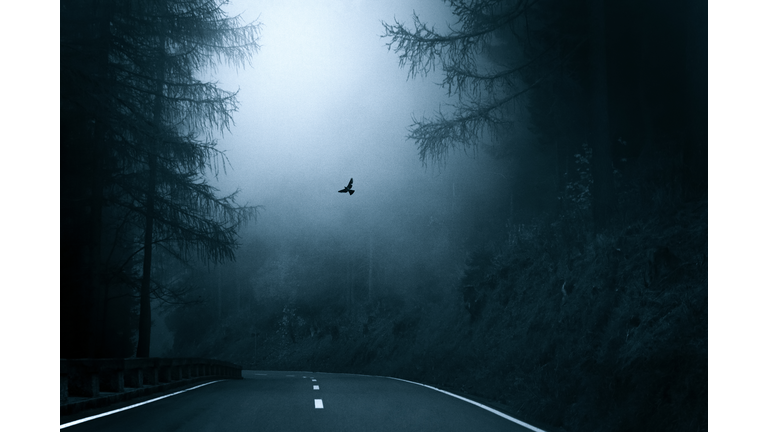 A dove flying in the fog, towards the light. Mystic autumn forest road, Germany