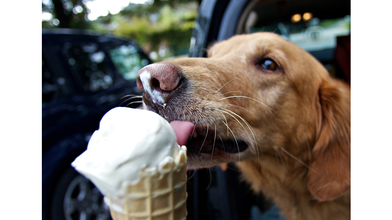 Dog licking vanilla cone