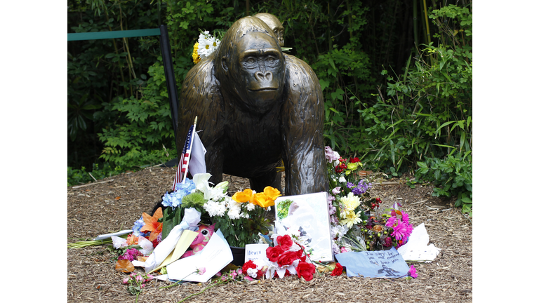 Controversy Rages After Shooting Death Of Endangered Gorilla At Cincinnati Zoo