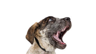 Viral Video of Guy Talking to His Dog and She Responds