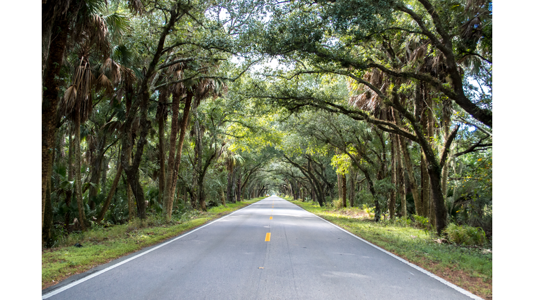 Drive through the banyan trees at the tunnel of trees in Florida, lonely road, tree lined highway