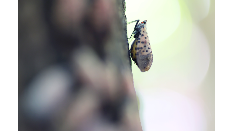 Invasive Species Spotted Lanternfly Permeates Across Northeast With Fears They Could Spread Further