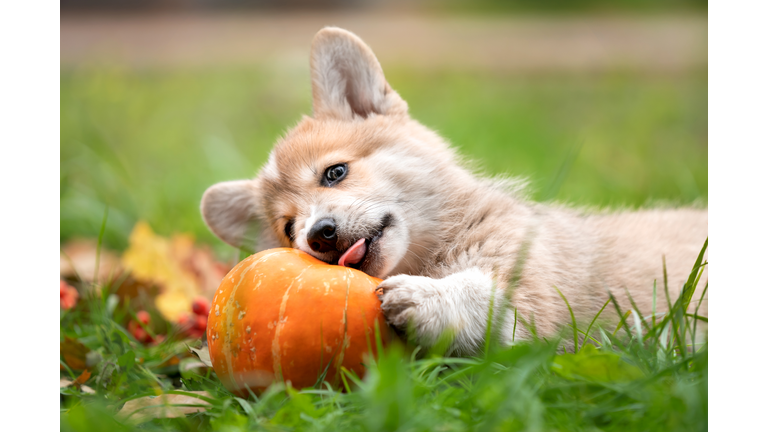 The dog is playing with a pumpkin