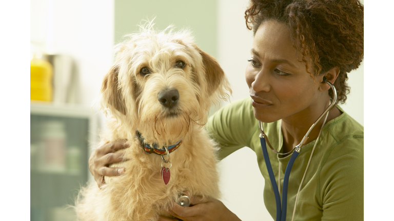 Veterinarian Listening to Scruffy Dog's Heart