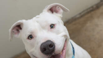 DDG: Missing Toddler Protected By Pit Bull Until Rescuers Find Them