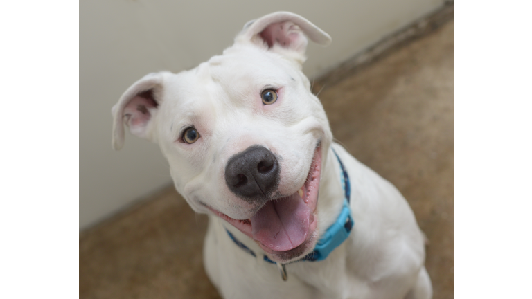 Smiling white Pit Bull