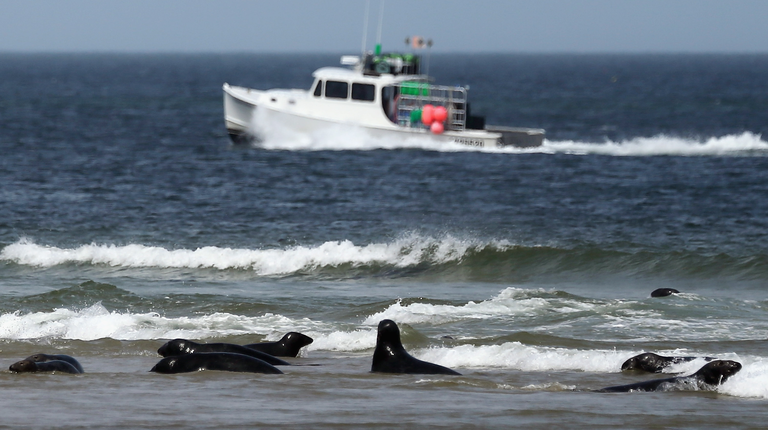 Increased Shark Sightings Along Cape Cod Coast Linked To Seal Population Growth