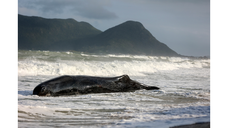 BRAZIL-ANIMAL-WHALE-STRANDED