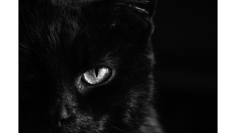 portrait of a black cat on a dark background close up, the eyes of a black cat