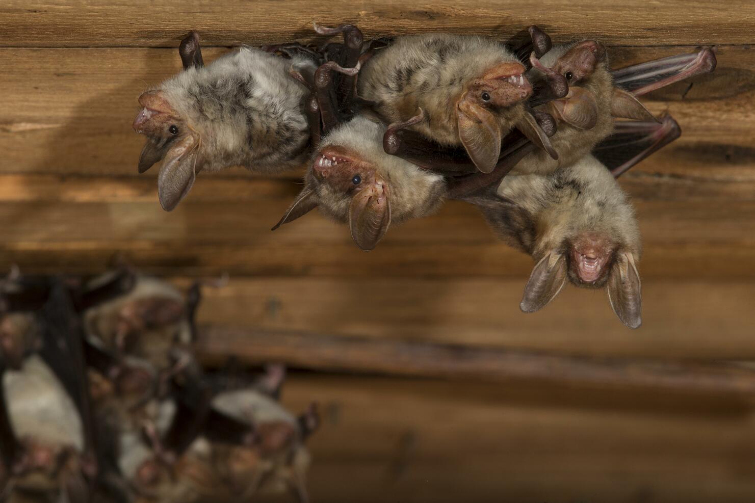 Greater mouse-eared bat (Myotis myotis), maternity roost with group of females in the attic of a church, Thuringia, Germany