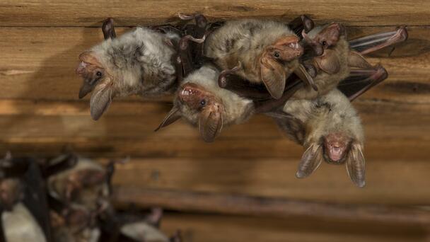 Incidents of Rabid Bats in LA County Continue Upward Trend