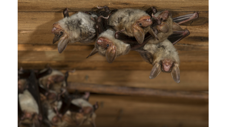 Greater mouse-eared bat (Myotis myotis), maternity roost with group of females in the attic of a church, Thuringia, Germany